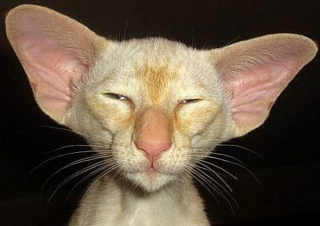 Illustration for article titled Some of the Ugliest Cats on the Internet